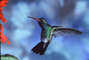 Broadbilled Hummingbird