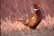 Strutting Ring-necked Pheasant