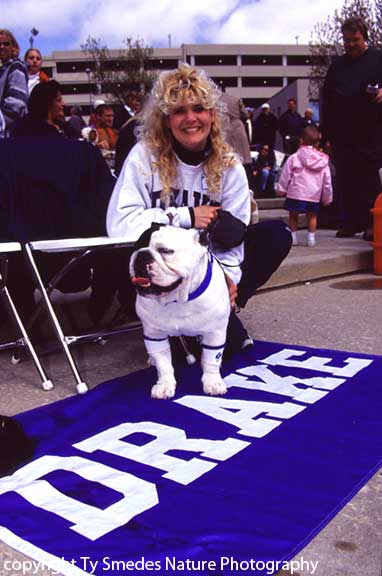 Most Beautiful Bulldog Contest at the Drake Relays, Des Moines IA