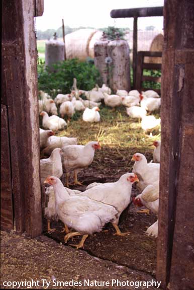 Chickens on an Iowa Farm