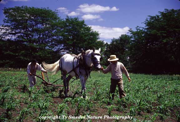 Cultivating Corn at Living History Farms, Urbandale Iowa