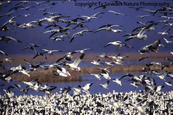 Snow Geese at Desoto Bend NWR, Onawa Iowa