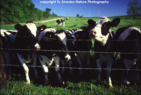 Holstein Cows, Winneshiek County Iowa