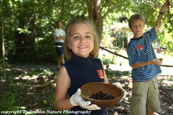 Berry picking at Living History Farms, Urbandale Iowa