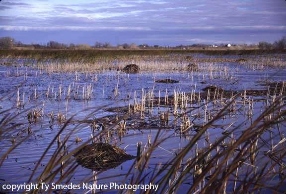 a northern Iowa Marsh