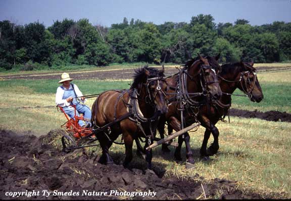 Horse-Drawn Plowing at Living History Farms, Urbandale Iowa