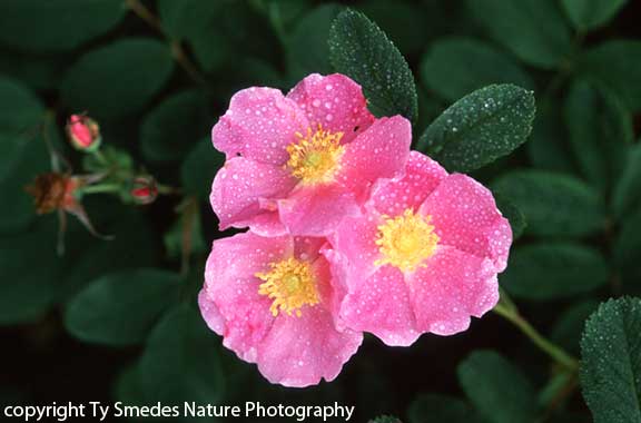 Iowa's State Flower, the Wild Rose