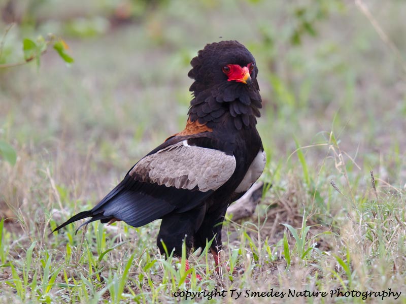Bateleur Eagle, Botswana