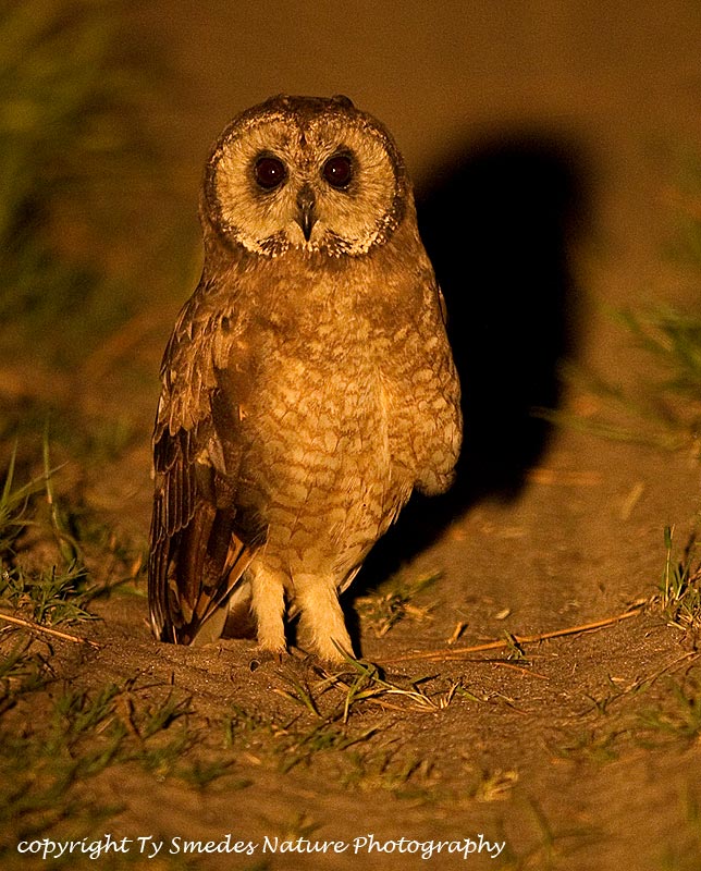Marsh Owl, Botswana