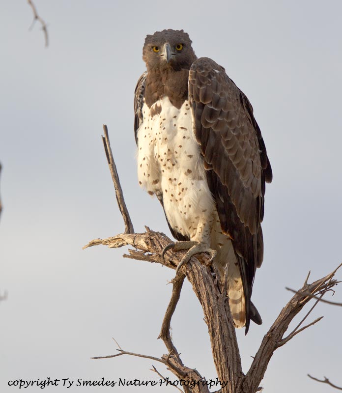Martial Eagle, Lagoon Camp, Botswana
