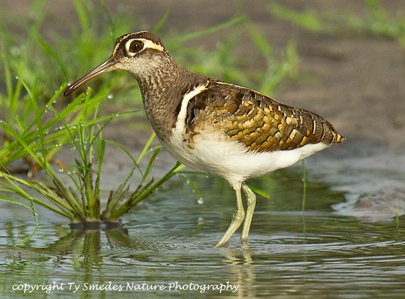 Painted Snipe, Botswana