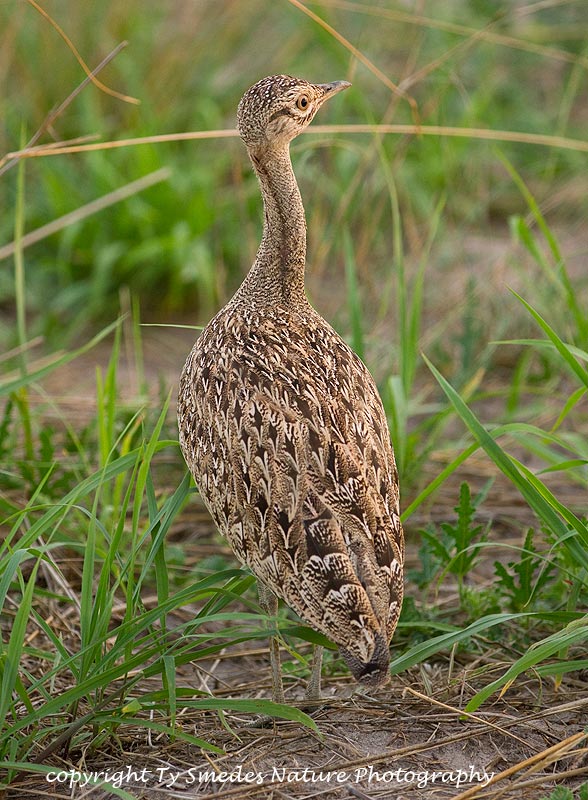 Red-crested Korhaan (female) ,Botswana