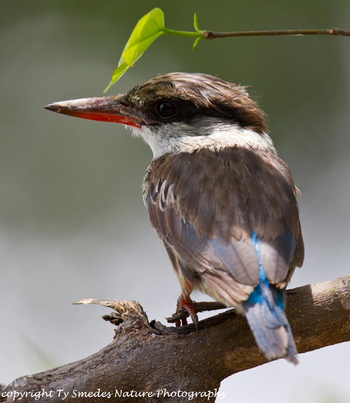 Stripped Kingfisher - Botswana