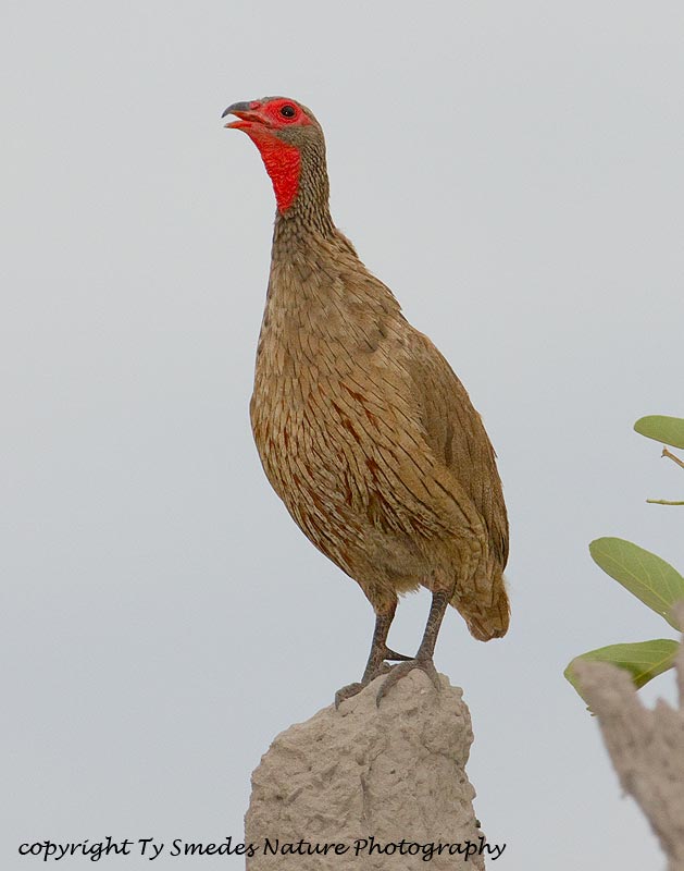 Swainson's Spurfowl ,Botswana