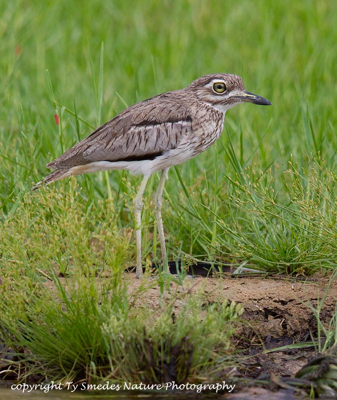 Water Thick-knee ,Botswana