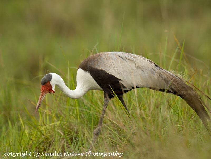 Wattled Crane, Botswana