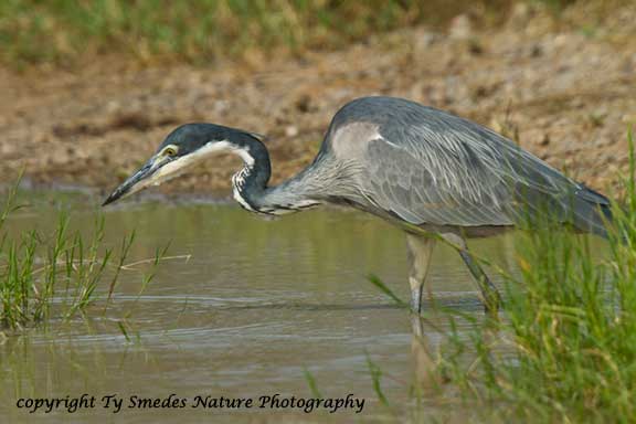 Black-headed Heron in Serengeti National Park, Tanzania