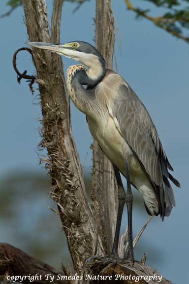 Juvenile Black-headed Heron in Serengeti National Park, Tanzania