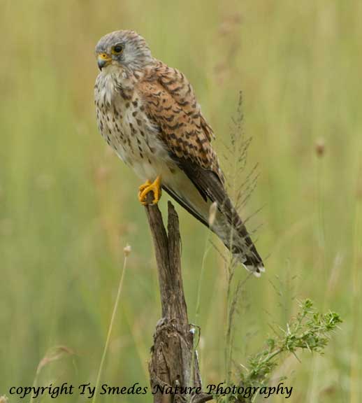 Common Kestrel, Serengeti National Park, Tanzania