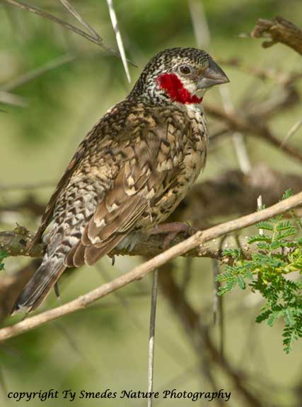 Cutthroat Finch , Serengeti National Park, Tanzania