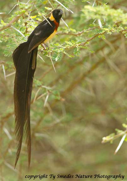 Paradise Whyda, Serengeti National Park, Tanzania