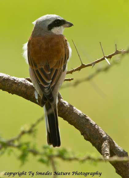Red-backed Shrike, Serengeti National Park, Tanzania