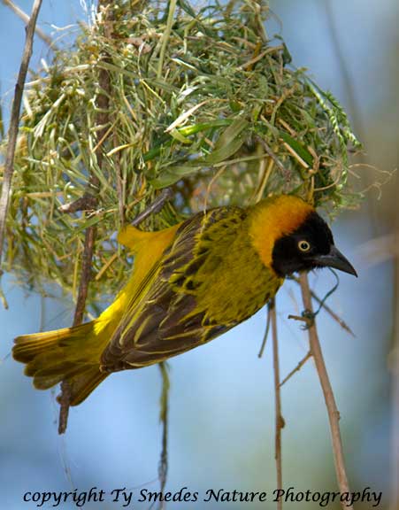 Spekes Weaver building a nest, northern Serengeti National Park, Tanzania