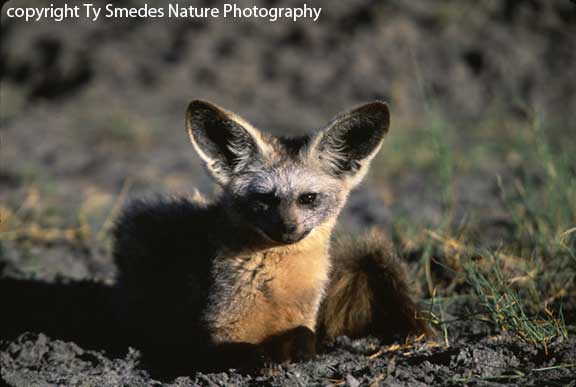 Bat-Eared Fox, Serengeti National Park, Tanzania