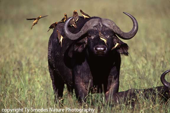 Cape Buffalo and Yellow-billed Oxpeckers, Masai Mara National Park, Kenya