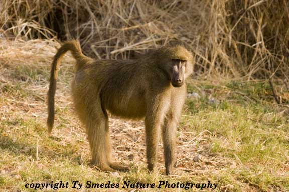 Chacma Baboon, Chobe National Park, Botswana