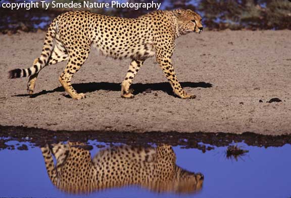 Cheetah, Serengeti National Park, Tanzania