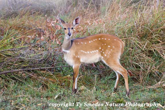 Chobe Bushbuck, Okavango Delta, Botswana