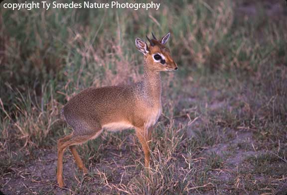 Dik Dik, Samburu National Park, Kenya