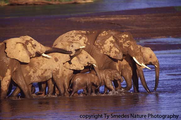 Elephants, Samburu National Park, Kenya