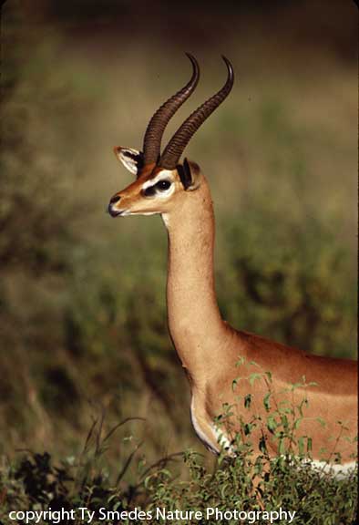 Gerenuk Buck, Samburu National Park, Kenya
