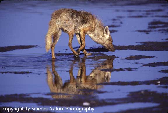 Golden Jackal, Lake Magadi, Ngorongoro Crater, Tanzania