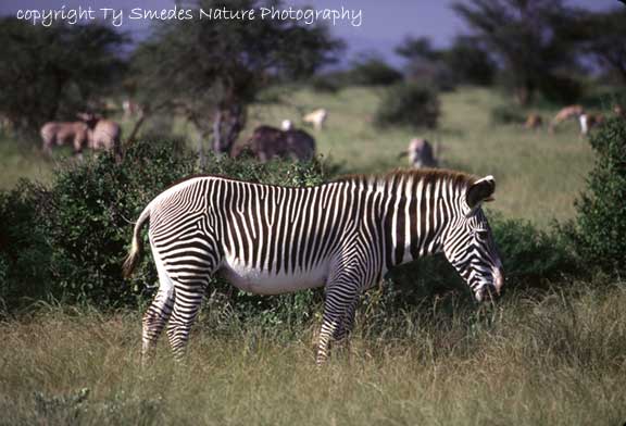 Grevy's Zebra, Samburu National Park, Kenya