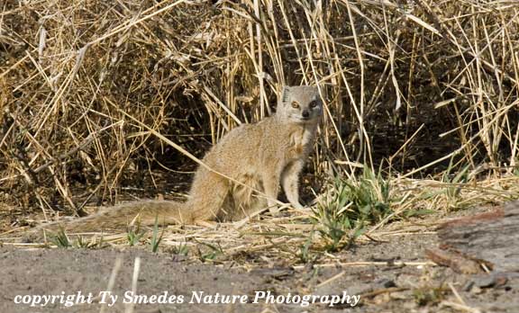 Ground Squirrel, Chobe National Park, Botswana