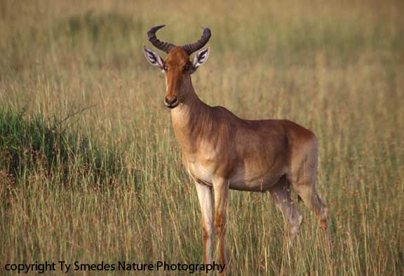 Coke's Hartebeest, Masai Mara National Park, Kenya