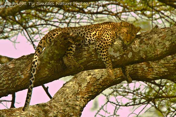 Leopard in tree, Serengeti National Park, Tanzania