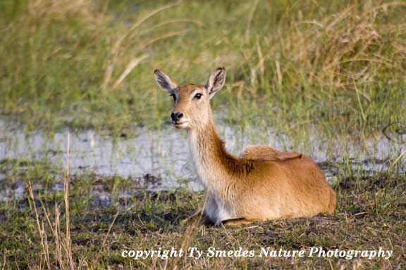 Red Lechwe Antelope, Okavango Delta, Botswana