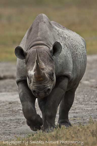 Black Rhino, Ngorongoro Crater, Tanzania