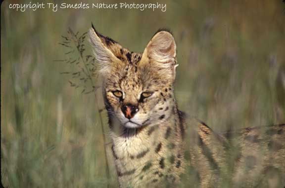 Serval Cat, Serengeti National Park, Tanzania