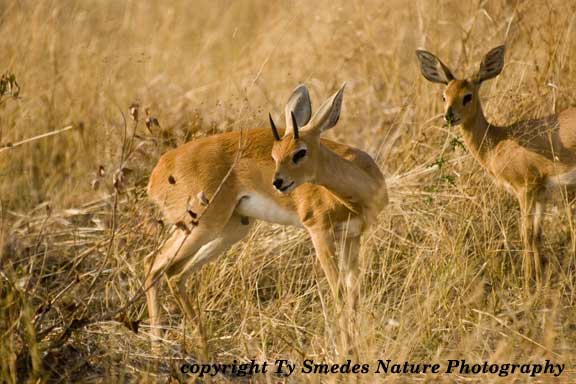 Steenbok, Chobe National Park, Botswana
