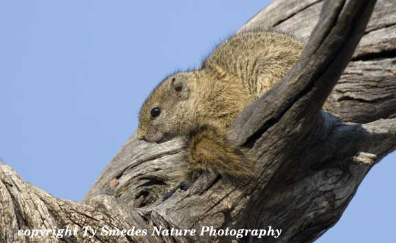 Tree Squirrel, Chobe National Park, Botswana