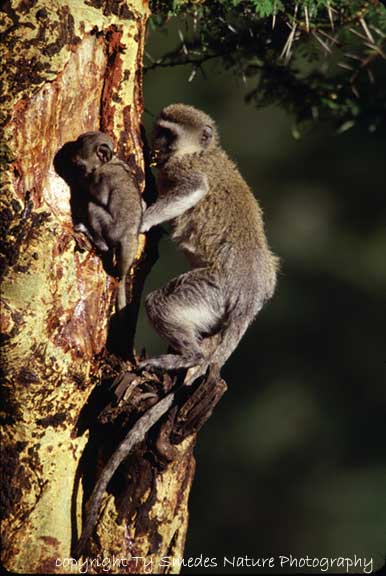 Vervet Monkeys in Yellow-Fever Acacia Tree