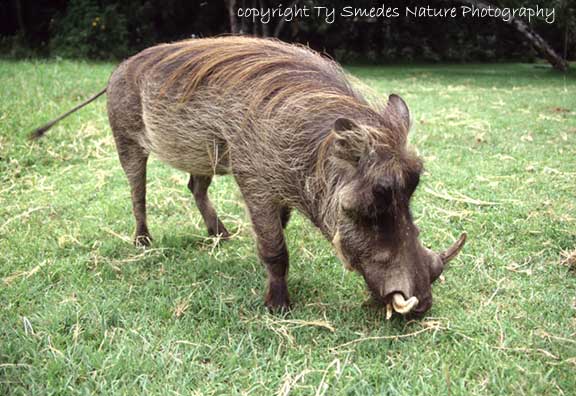 Warthog, Masai Mara National Park, Kenya