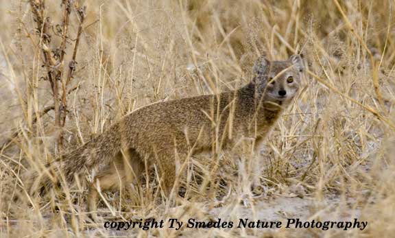 Yellow Mongoose, Chobe National Park, Botswana