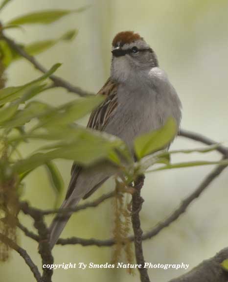Chipping Sparrow