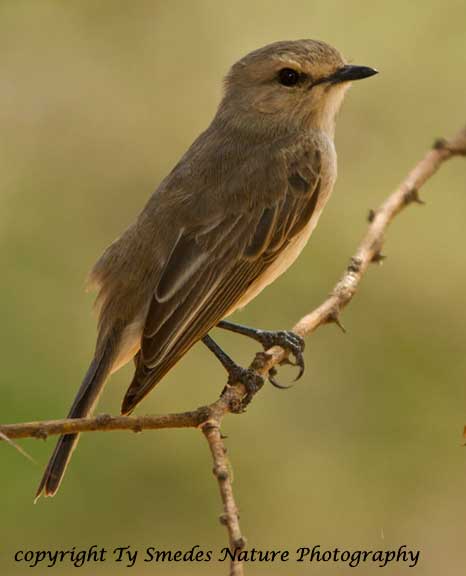 African Grey Flycatcher, Lake Manyara National Park, Tanzania